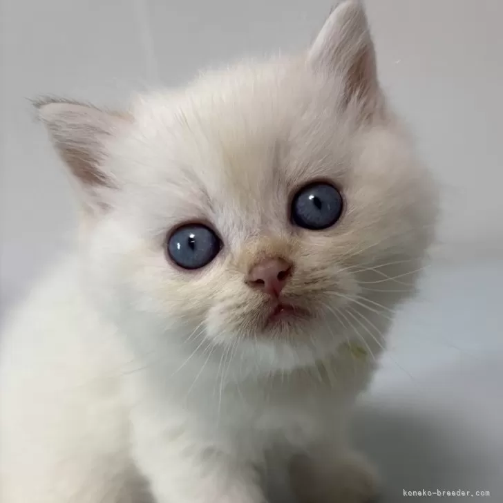 ID:2501-00793の子猫