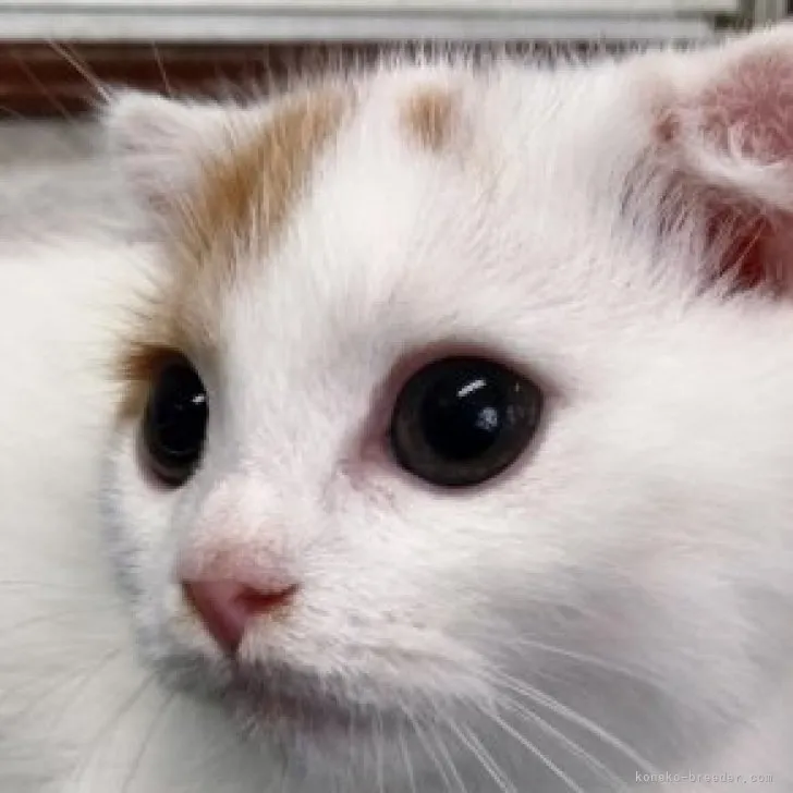 ID:2305-03052の子猫