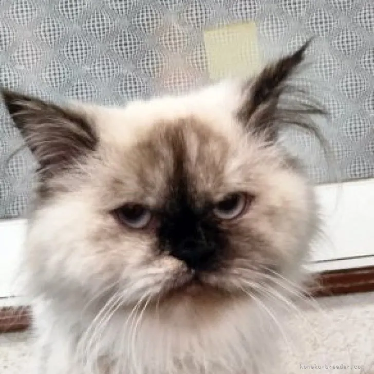 ID:2212-01384の子猫