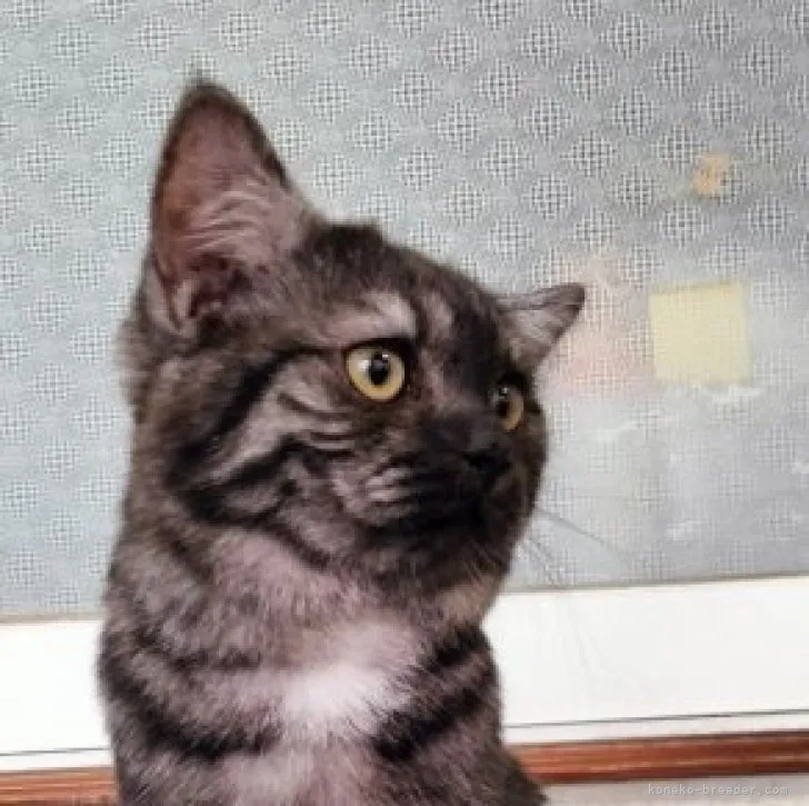 ID:2303-02617の子猫