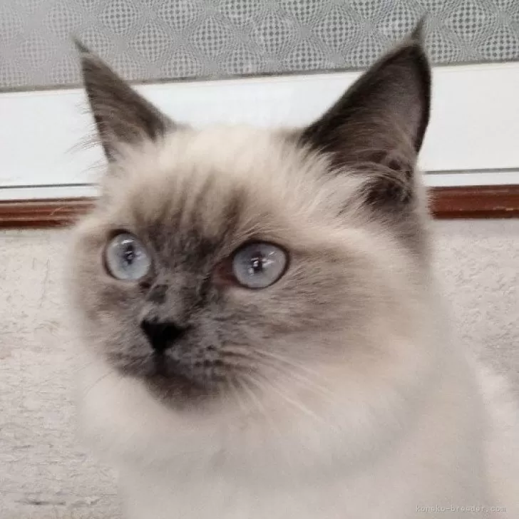 ID:2312-02803の子猫