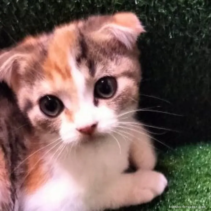 ID:2308-01575の子猫