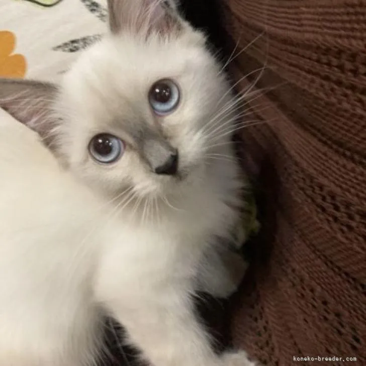ID：2209-02781の子猫