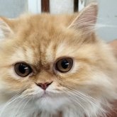 エキゾチックロングヘア