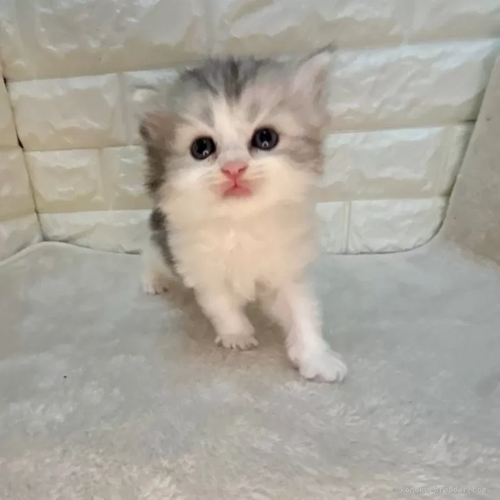 ID:2411-00899の子猫