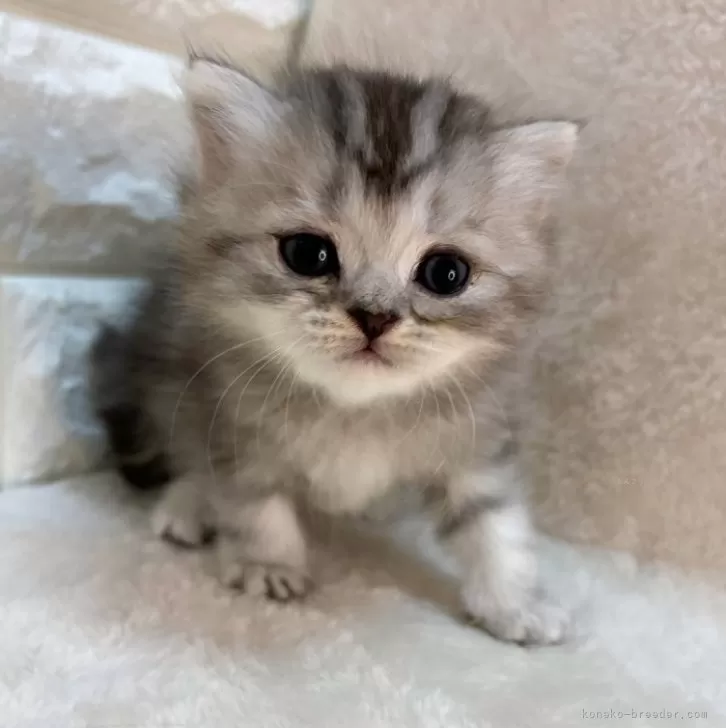 ID:2411-00901の子猫