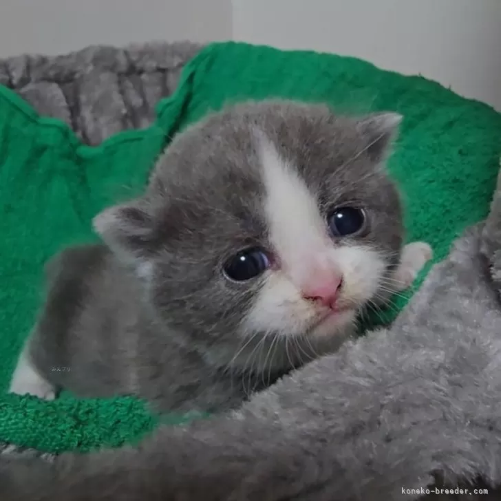 ID:2410-00095の子猫
