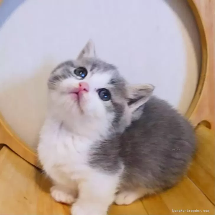 ID：2503-00883の子猫