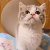 マンチカン(長足)