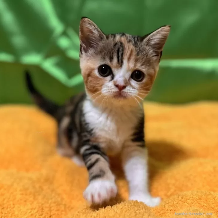 ID:2406-00236の子猫