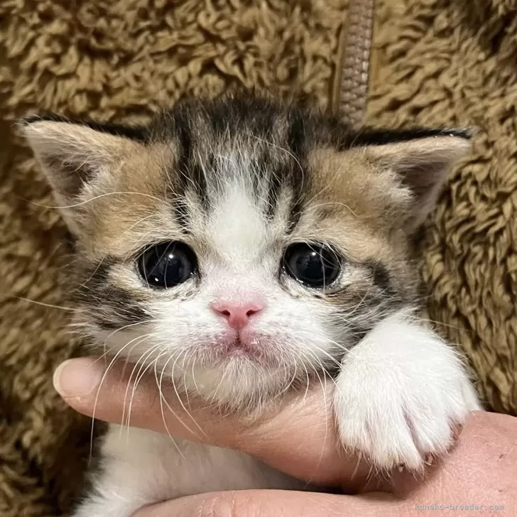 ID:2312-02136の子猫