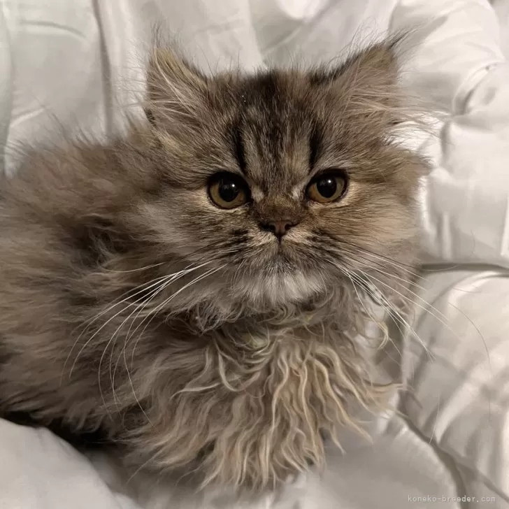 ID:2310-02829の子猫