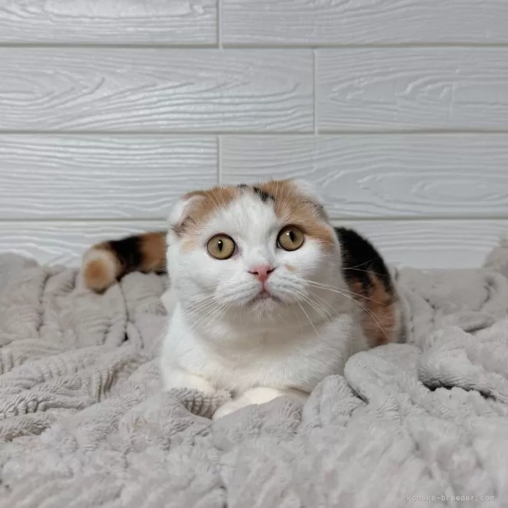 ID:2408-02722の子猫