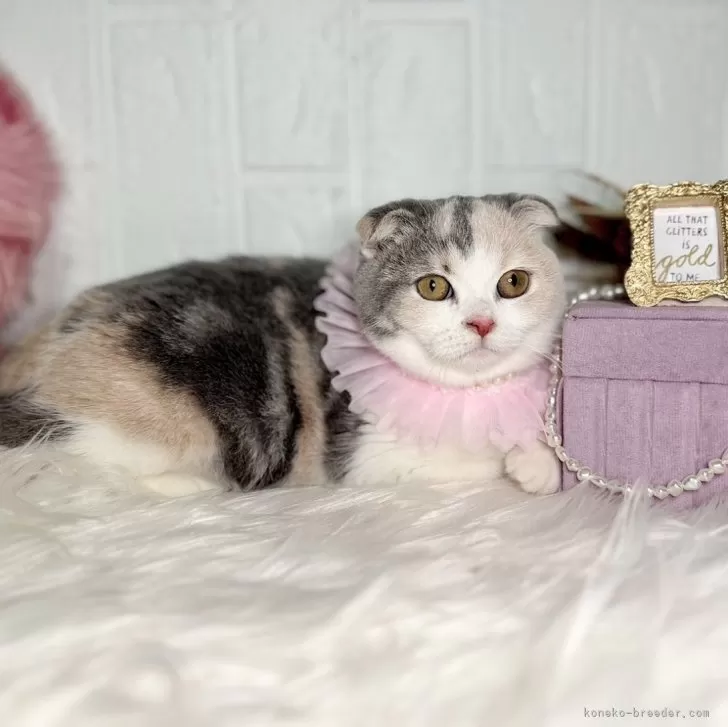 ID:2408-02664の子猫