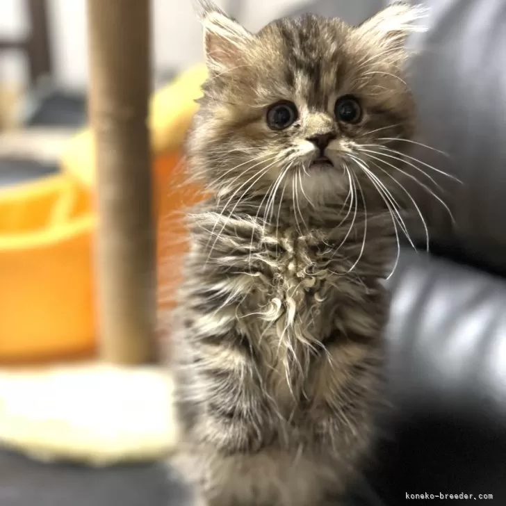 ID:2407-02769の子猫