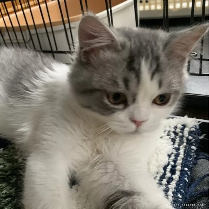 ID:2401-00858の子猫
