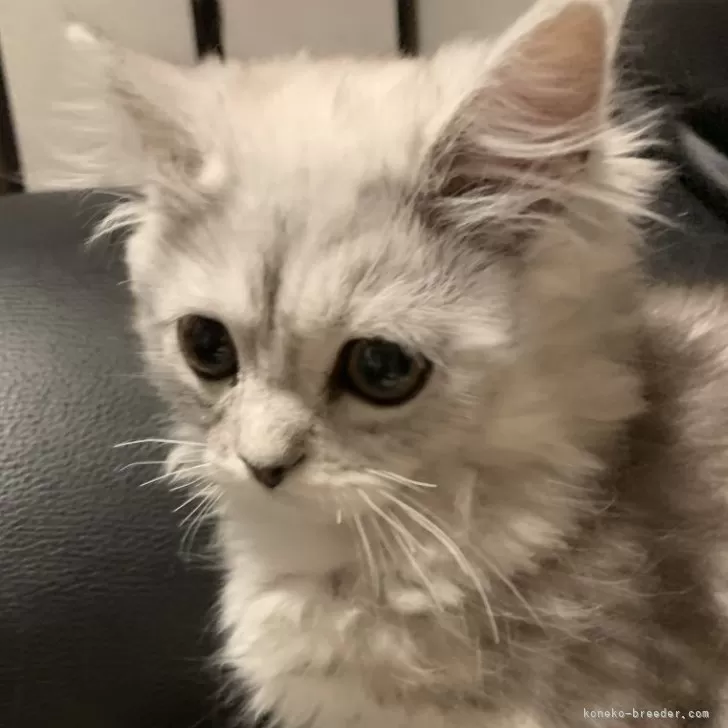 ID:2402-01250の子猫