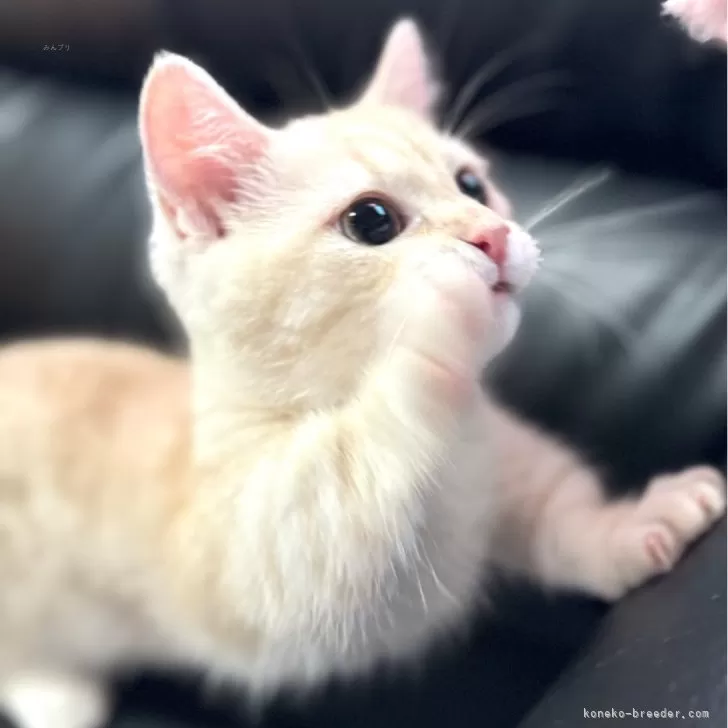 ID:2405-02867の子猫