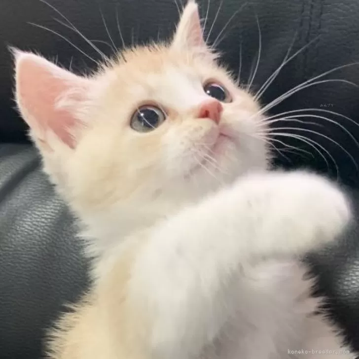 ID:2403-02737の子猫