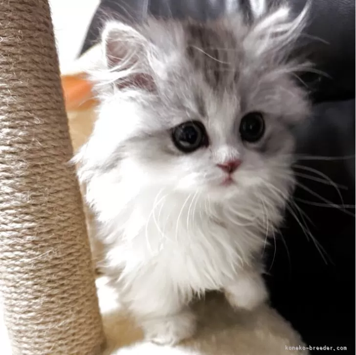 R.C 様のお迎えした子猫