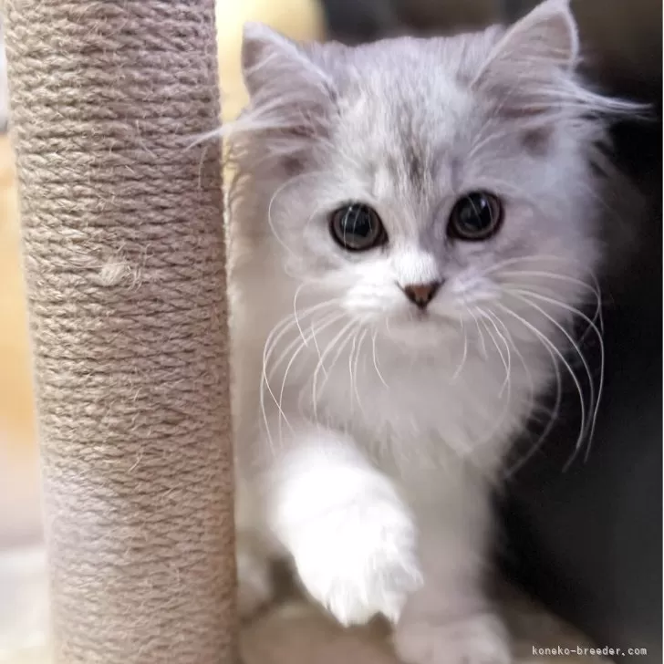 M.N 様のお迎えした子猫
