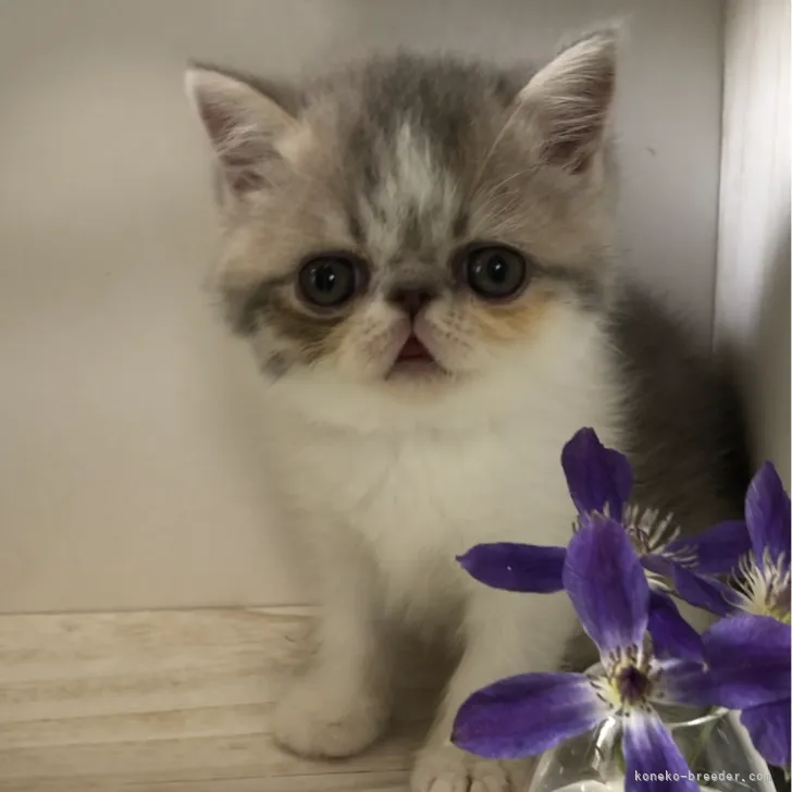 ID:2308-00215の子猫