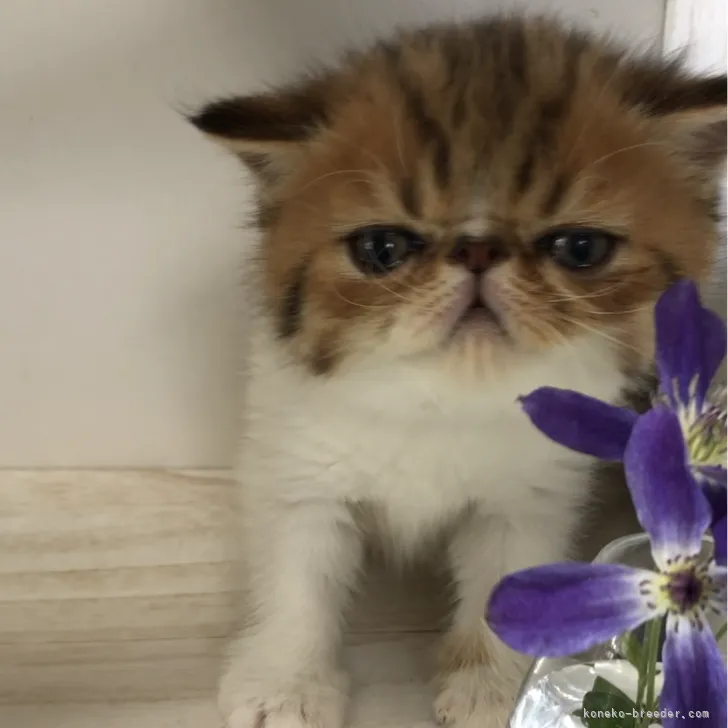 ID:2308-00213の子猫