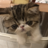 エキゾチックショートヘア