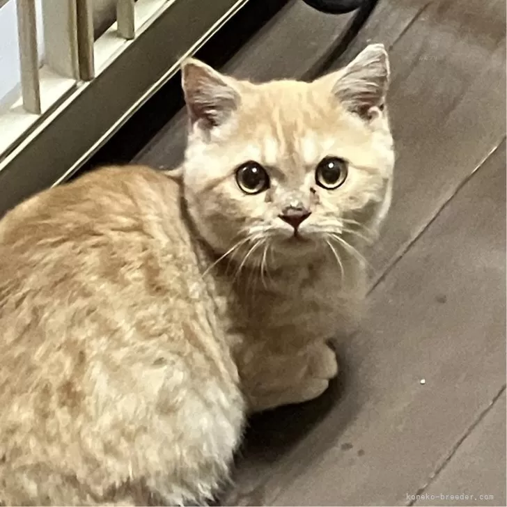 マンチカン(短足)【北海道・男の子・2023年9月2日・クリームタビー】の写真1「まん丸お顔に、ぱっちりお目目(´●ω●｀)です。」