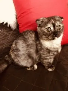 ユミコ 様のお迎えした子猫
