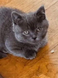 tamtam 様のお迎えした子猫