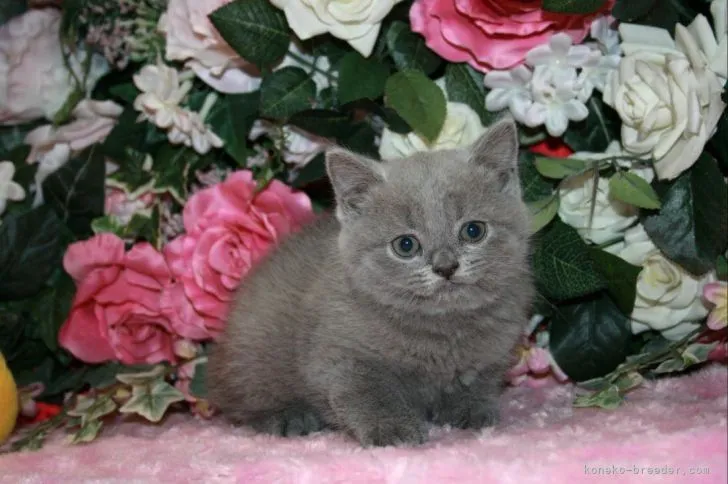 ID:2202-01293の子猫