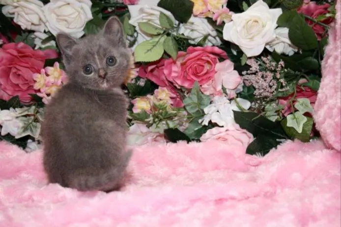 ID:1412-00284の子猫