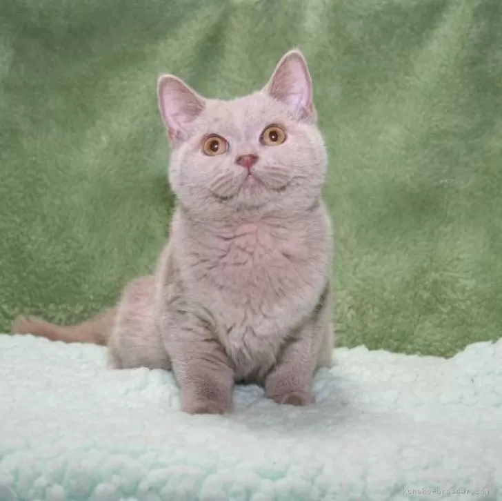 ID:2407-00045の子猫