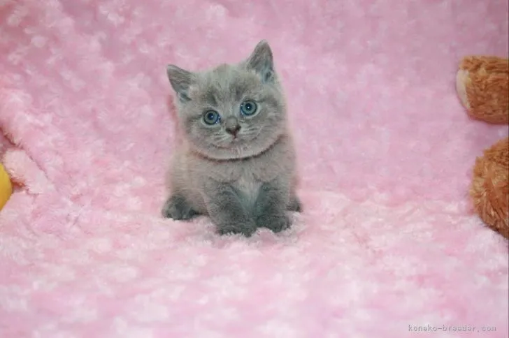 ID:2108-00440の子猫