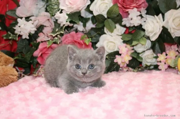 ID:1606-00398の子猫