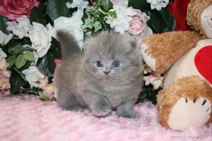 ID:1610-00223の子猫