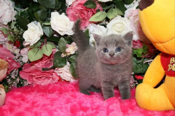 ねこねこ 様のお迎えした子猫