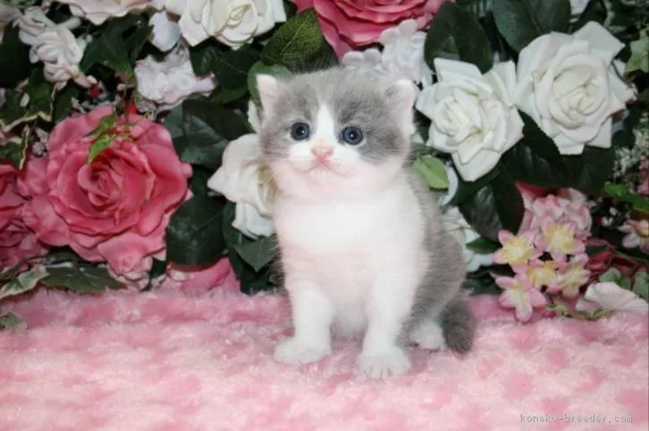 ID:1609-00480の子猫