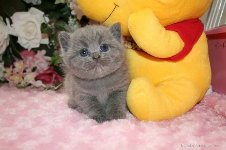 ID:1605-00432の子猫