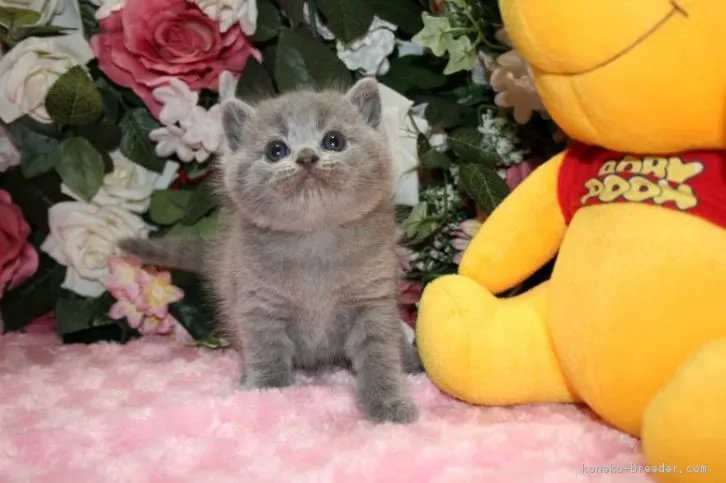ID:1605-00427の子猫