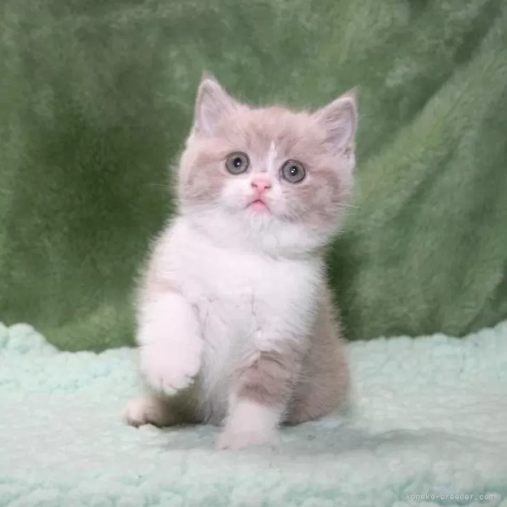 ID:2406-00610の子猫
