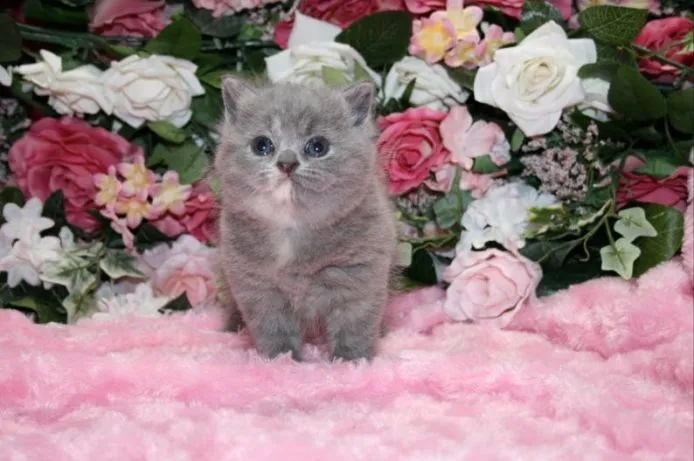 ID:1502-00080の子猫
