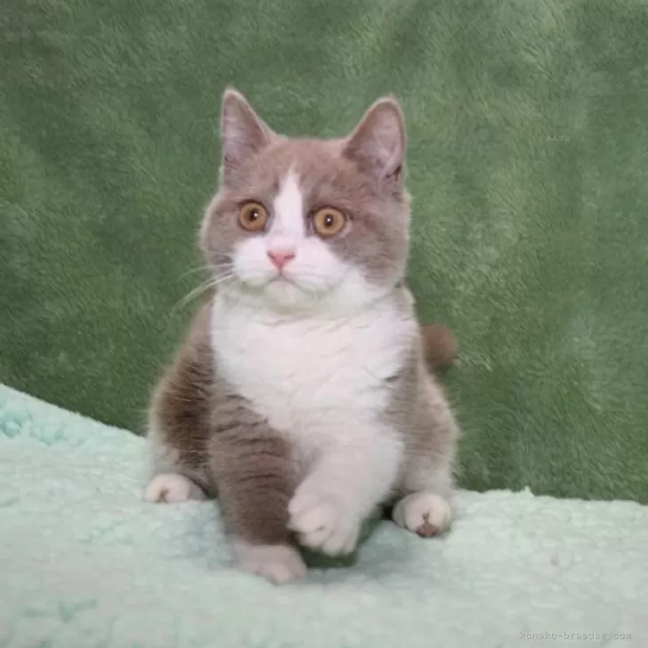 ID:2407-00042の子猫