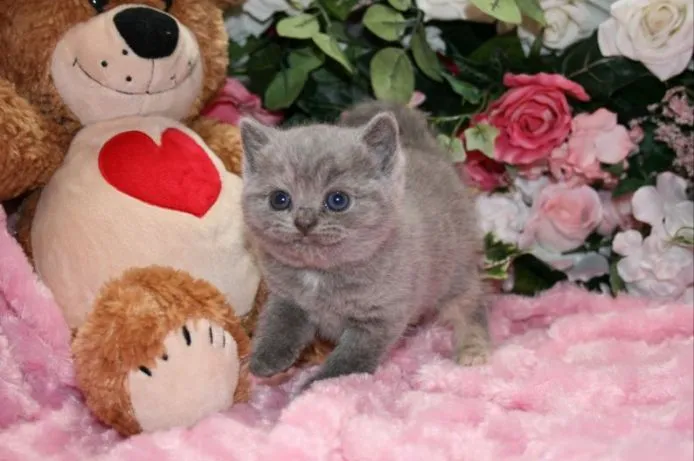 ID:1504-00261の子猫