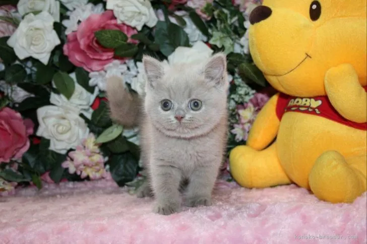 ID:2205-01052の子猫