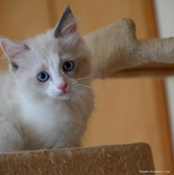 原田俊彦ブリーダーの評価一覧 口コミ 評判 全猫種 みんなの子猫ブリーダー