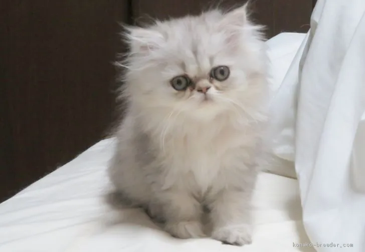 ラーメン 様のお迎えした子猫