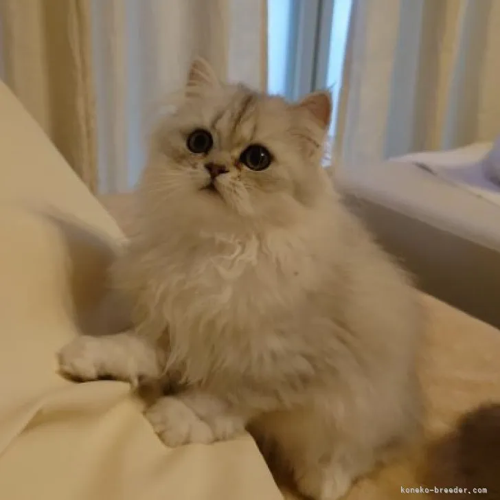ID:2301-00659の子猫