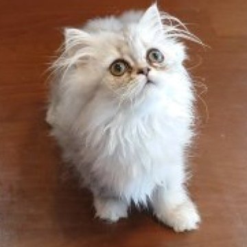 気品のある猫ちゃんシェルカメオ-